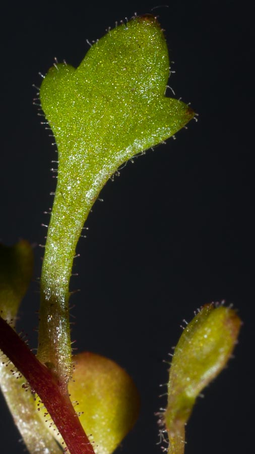 Fiore in paese:   Saxifraga tridactylites